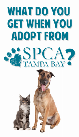 What do you get when you adopt from the SPCA?